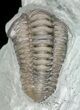 Curled, Flexicalymene Trilobite - Ohio #61007-2
